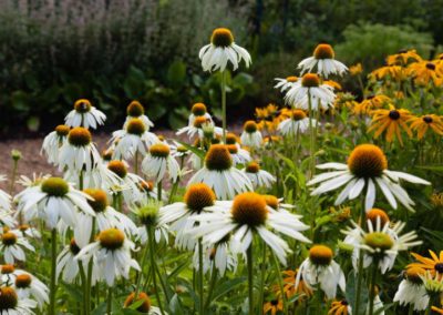 Baumschule Langhirt Gartengestaltung