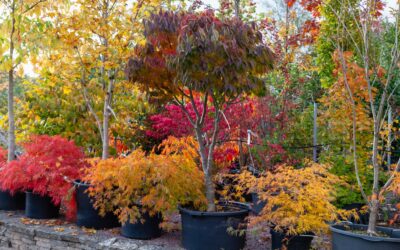 Verkaufsoffener Sonntag im Herbst
